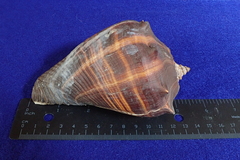 Melongena patula