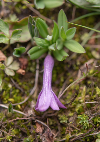 Polygonatum hookeri, photograph 2