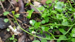 Cardamine corymbosa