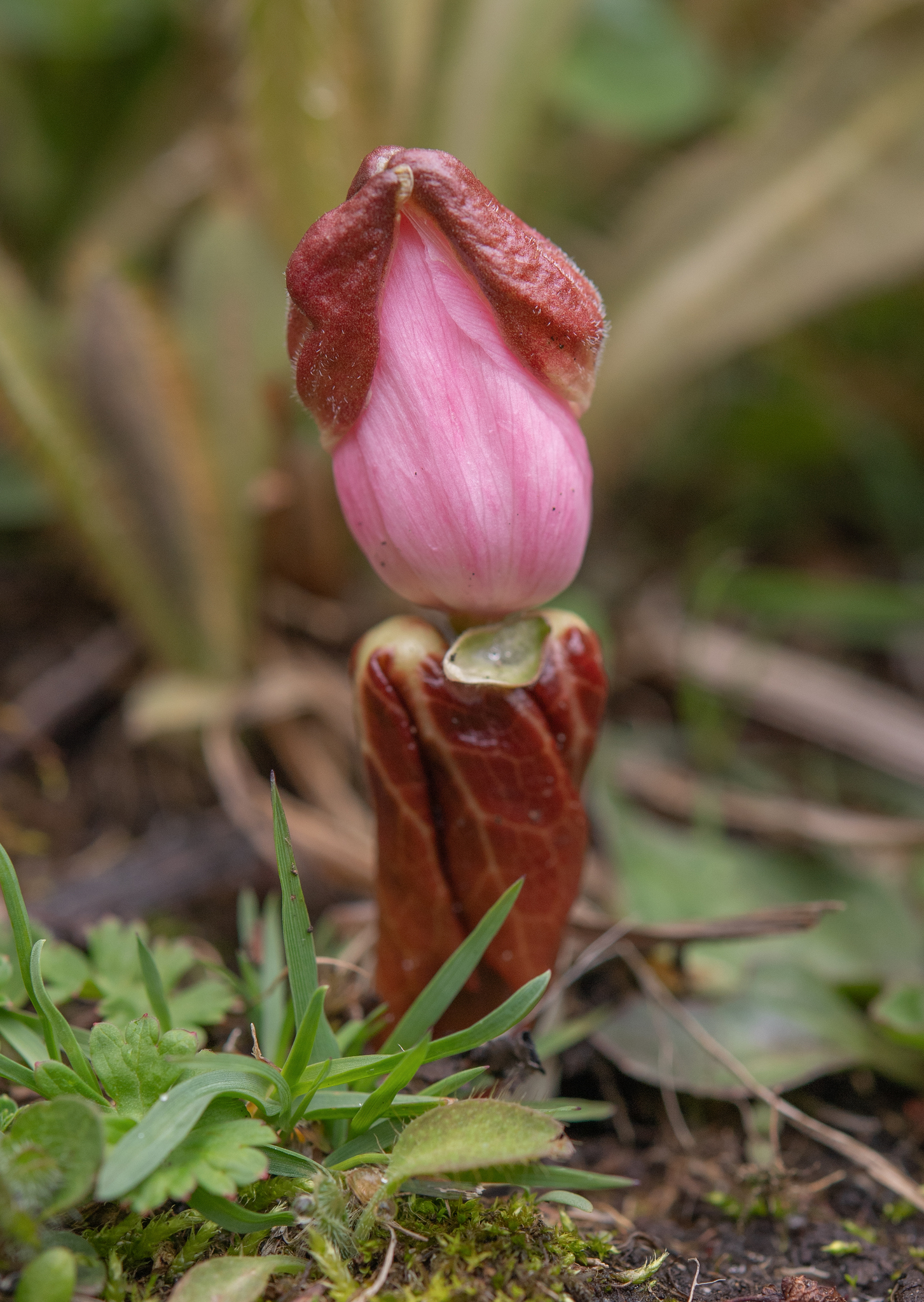 Himalayan Mayapple (Podophyllum hexandrum)