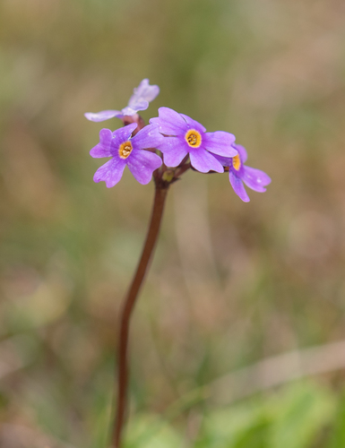 hairless primrose (Primula glabra)