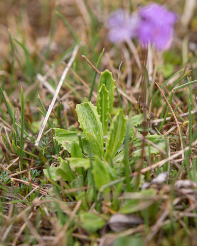 Primula glabra, photograph 2