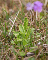 Primula glabra, photograph (c) Morten Ross, some rights reserved (CC BY)