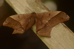 Arsenura ciocolatina