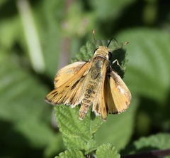 Hylephila phyleus