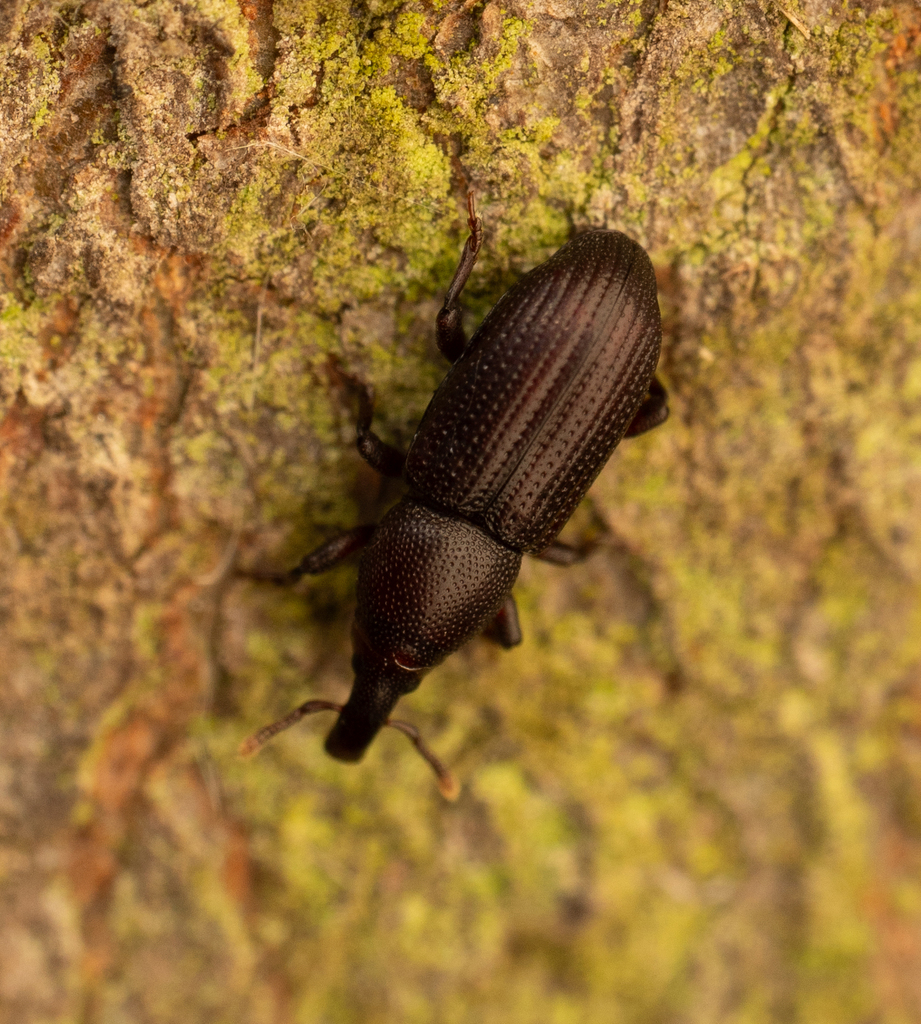 Phloeophagus lignarius