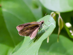 Synapte pecta