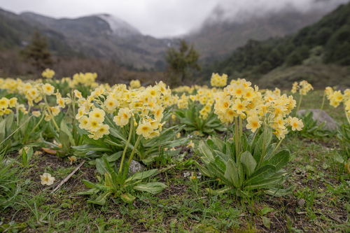 Primula strumosa, photograph 5