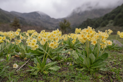 Primula strumosa, photograph (c) Morten Ross, some rights reserved (CC BY)