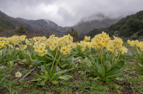 Primula strumosa, photograph 4