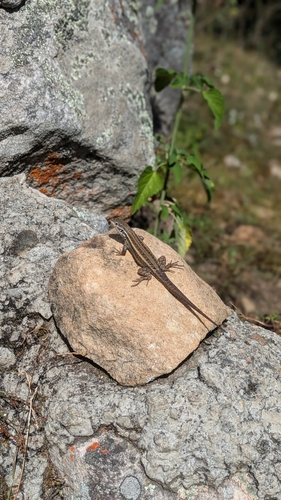 Stenocercus stigmosus