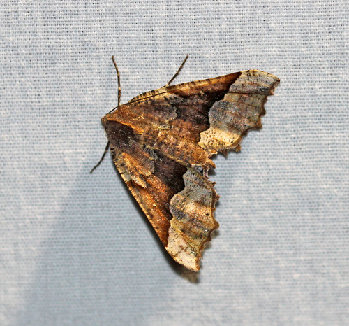 Morrison's Pero Moth photo 5