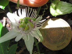 Passiflora bryonioides