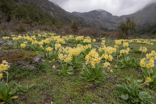Primula strumosa, photograph 2