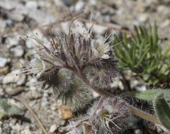 Phacelia hastata compacta