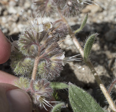Phacelia hastata compacta