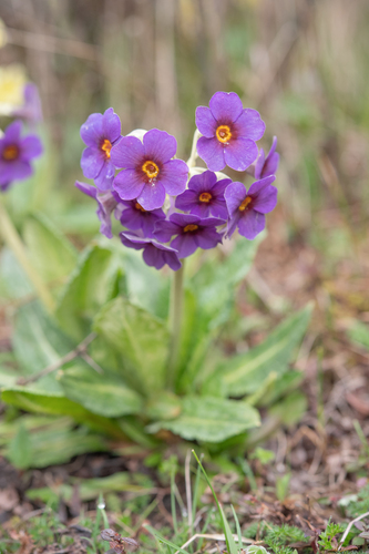 Primula calderiana, photograph 4