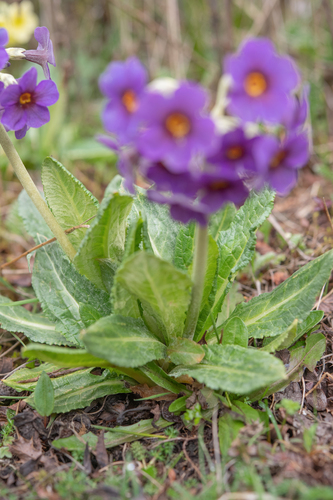 Primula calderiana, photograph 5