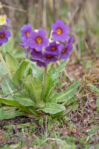 Primula calderiana, photograph 6