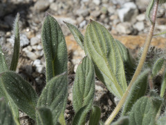 Phacelia hastata compacta
