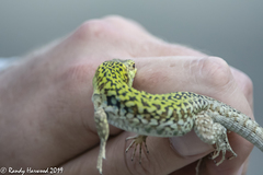 Podarcis siculus siculus