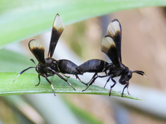 Myrmecopsis strigosa