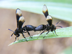 Myrmecopsis strigosa