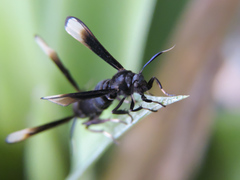 Myrmecopsis strigosa