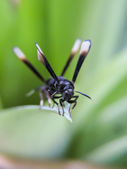 Myrmecopsis strigosa