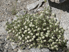 Leptosiphon nuttallii pubescens