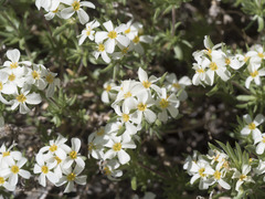 Leptosiphon nuttallii pubescens