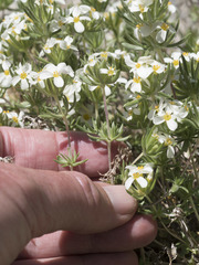 Leptosiphon nuttallii pubescens