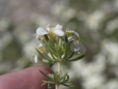 Leptosiphon nuttallii pubescens
