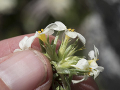 Leptosiphon nuttallii pubescens