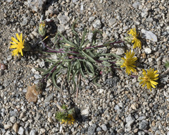 Pyrrocoma apargioides