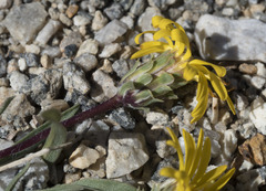 Pyrrocoma apargioides