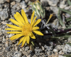 Pyrrocoma apargioides