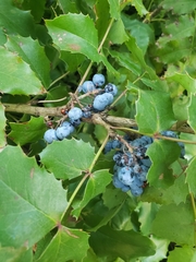 Berberis repens