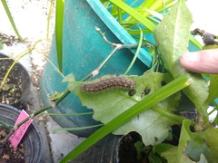 Paracles fusca