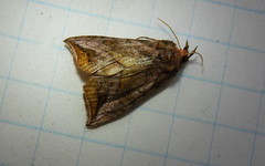 Pseudeva purpurigera