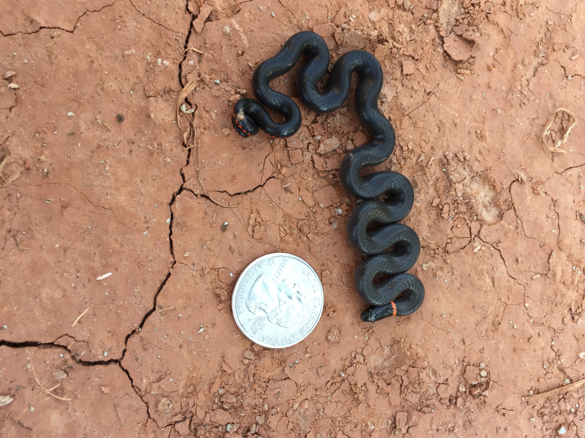 coralbelly ringneck snake, culebra de collar, halsbandnatter, key ringneck snake, mississippi ringneck snake, monterey ringneck snake, northern ringneck snake, northwestern ringneck snake, pacific ringneck snake, prairie ringneck snake