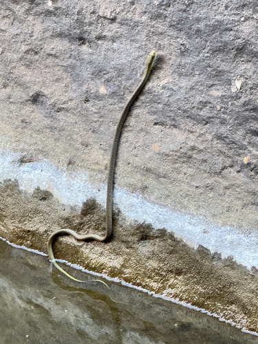 Common Tree Snake sighting