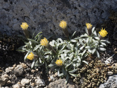 Raillardella argentea
