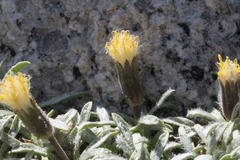 Raillardella argentea