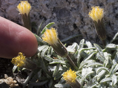 Raillardella argentea