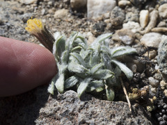 Raillardella argentea