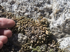 Selaginella watsonii