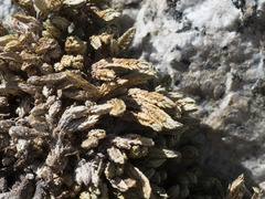 Selaginella watsonii