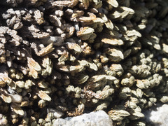 Selaginella watsonii