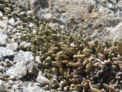 Selaginella watsonii